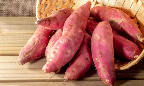 शकरकंद : फाइबर से भरपूर, बीमारियों को रखे दूर, याददाश्त भी करे मजबूत शकरकंद : फाइबर से भरपूर, बीमारियों को रखे दूर, याददाश्त भी करे मजबूत