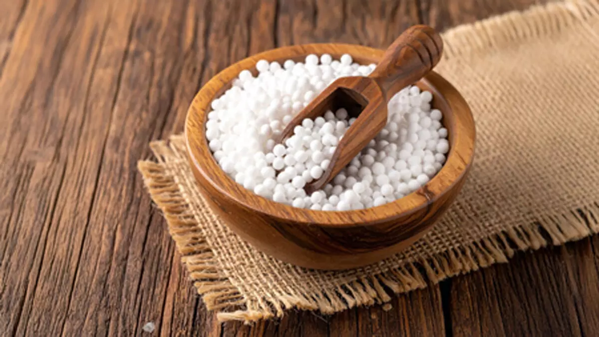 सिर्फ उपवास का साथी नहीं, सेहत का भी खजाना है साबूदाना! जानिए क्या कहता है आयुर्वेद