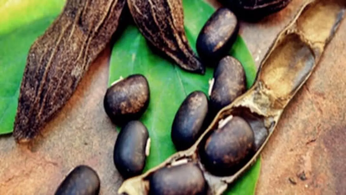 कौंच बीज का सीधा सेवन करना है खतरनाक, आयुर्वेद से जानें शुद्ध करने का सही तरीका