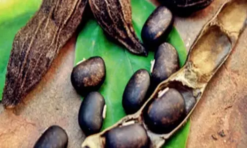 कौंच बीज का सीधा सेवन करना है खतरनाक, आयुर्वेद से जानें शुद्ध करने का सही तरीका