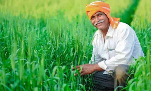 पंजाब : रबी फसलों की एमएसपी बढ़ी, किसानों ने बताया राहत भरा फैसला