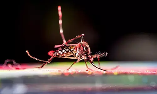 चिकनगुनिया तेजी से फैलता है, प्रकोप का पूर्वानुमान लगाना कठिन : स्टडी