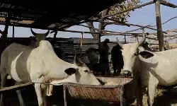 जानवरों की खाल और बाल से बने बायोस्टिमुलेंट्स को अब फसलों में मिलाने पर रोक