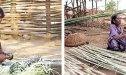 कमार आदिवासियों की आजीविका