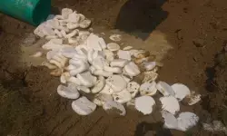 उत्तर प्रदेश: मिलावटखोरों पर शिकंजा, 8 करोड़ की मिलावटी और नुकसानदेह सामग्री जब्त