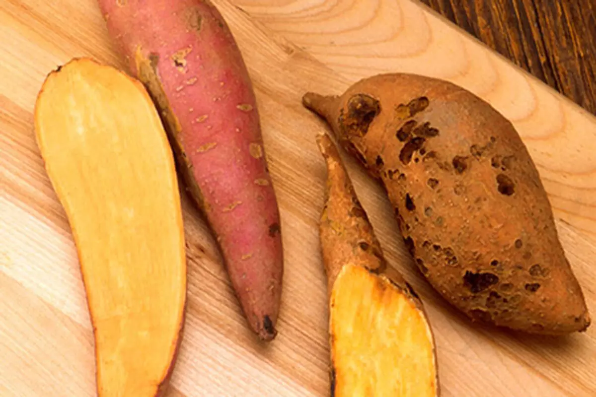 सर्दियों में सेहत का स्वाद : शकरकंद खाने के 7 बड़े फायदे सर्दियों में सेहत का स्वाद : शकरकंद खाने के 7 बड़े फायदे