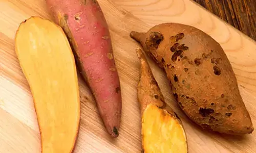 सर्दियों में सेहत का स्वाद : शकरकंद खाने के 7 बड़े फायदे
