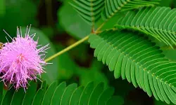 आयुर्वेदिक गुणों का खजाना है लाजवंती, जानिए कैसे रखती है आपके स्वास्थ्य का ख्याल