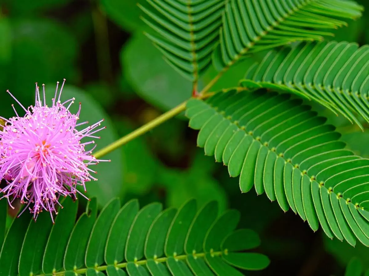आयुर्वेदिक गुणों का खजाना है लाजवंती, जानिए कैसे रखती है आपके स्वास्थ्य का ख्याल