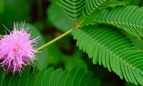 आयुर्वेदिक गुणों का खजाना है लाजवंती, जानिए कैसे रखती है आपके स्वास्थ्य का ख्याल