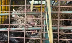 लखीमपुर खीरी में तीन बच्चों को शिकार बनाने वाली मादा तेंदुआ पिंजरे में कैद