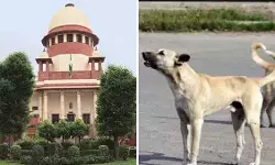 आवारा कुत्तों के मामले पर सुप्रीम कोर्ट ने जताई नाराजगी , राज्यों और केंद्र शासित प्रदेशों के मुख्य सचिवों को 3 नवंबर को पेश होने का दिया आदेश