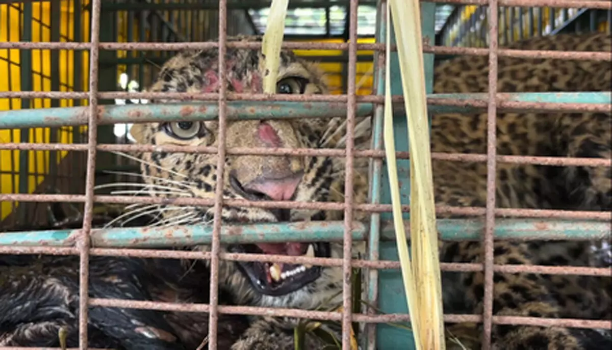लखीमपुर खीरी में तीन बच्चों को शिकार बनाने वाली मादा तेंदुआ पिंजरे में कैद लखीमपुर खीरी में तीन बच्चों को शिकार बनाने वाली मादा तेंदुआ पिंजरे में कैद