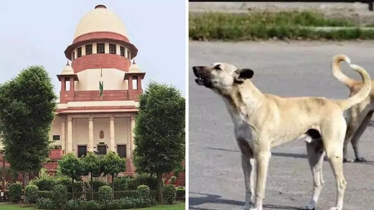 आवारा कुत्तों के मामले पर सुप्रीम कोर्ट ने जताई नाराजगी , राज्यों और केंद्र शासित प्रदेशों के मुख्य सचिवों को 3 नवंबर को पेश होने का दिया आदेश आवारा कुत्तों के मामले पर सुप्रीम कोर्ट ने जताई नाराजगी , राज्यों और केंद्र शासित प्रदेशों के मुख्य सचिवों को 3 नवंबर को पेश होने का दिया आदेश