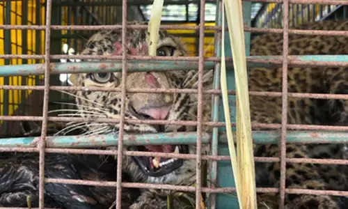 लखीमपुर खीरी में तीन बच्चों को शिकार बनाने वाली मादा तेंदुआ पिंजरे में कैद