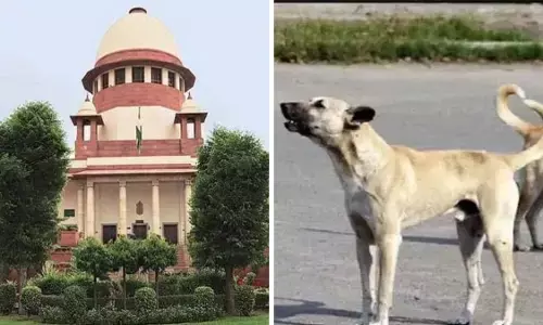 आवारा कुत्तों के मामले पर सुप्रीम कोर्ट ने जताई नाराजगी , राज्यों और केंद्र शासित प्रदेशों के मुख्य सचिवों को 3 नवंबर को पेश होने का दिया आदेश