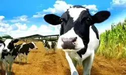 गोपाष्टमी : क्यों मनाते हैं यह पर्व, जानें इसकी कथा