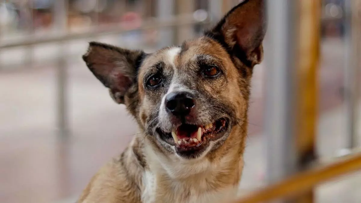 जम्मू-कश्मीर में कुत्तों के काटने के दो लाख से ज़्यादा मामले दर्ज : सरकार जम्मू-कश्मीर में कुत्तों के काटने के दो लाख से ज़्यादा मामले दर्ज : सरकार