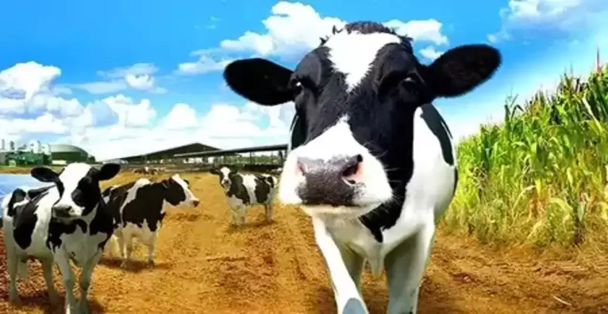 गोपाष्टमी : क्यों मनाते हैं यह पर्व, जानें इसकी कथा गोपाष्टमी : क्यों मनाते हैं यह पर्व, जानें इसकी कथा