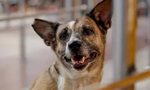 जम्मू-कश्मीर में कुत्तों के काटने के दो लाख से ज़्यादा मामले दर्ज : सरकार