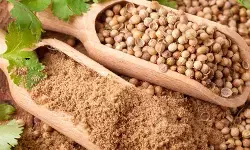 धनिया: सेहत के लिए प्रकृति का एक तोहफा, जो संतुलित रखे तन और मन