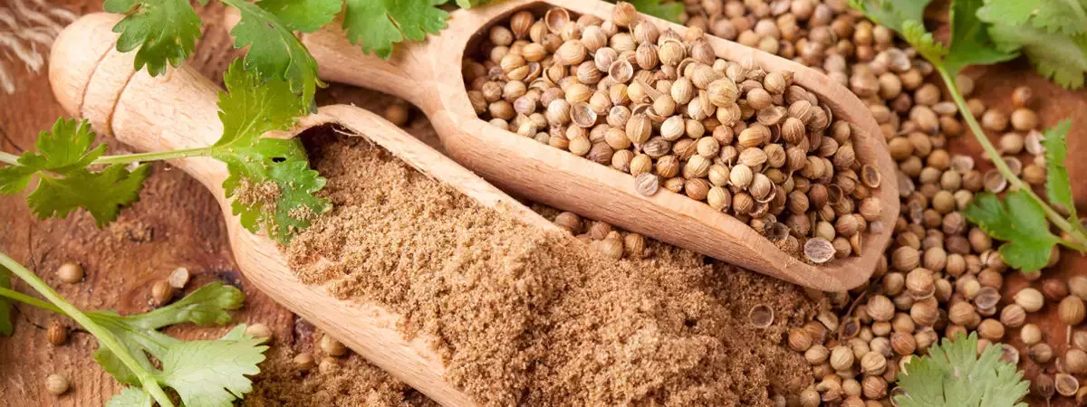 धनिया: सेहत के लिए प्रकृति का एक तोहफा, जो संतुलित रखे तन और मन धनिया: सेहत के लिए प्रकृति का एक तोहफा, जो संतुलित रखे तन और मन