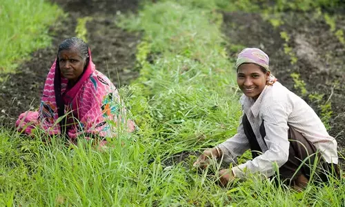 सामाजिक कार्यकर्ता की सजीव खेती