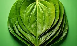 मानसिक तनाव को भी कम करता है पान का पत्ता, कई रोगों में है लाभकारी