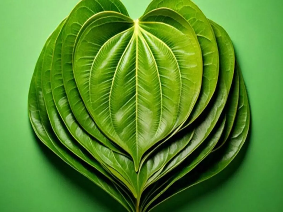 मानसिक तनाव को भी कम करता है पान का पत्ता, कई रोगों में है लाभकारी
