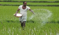 भारत को घरेलू रासायनिक उर्वरक उत्पादन बढ़ाने के उपाय करने ही होंगे भारत को घरेलू रासायनिक उर्वरक उत्पादन बढ़ाने के उपाय करने ही होंगे