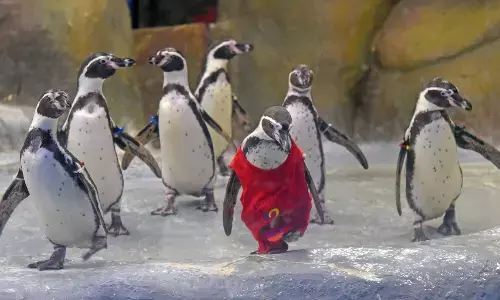 तेजी से घटती आबादी: हम्बोल्ट पेंगुइन विलुप्ति के कगार पर तेजी से घटती आबादी: हम्बोल्ट पेंगुइन विलुप्ति के कगार पर