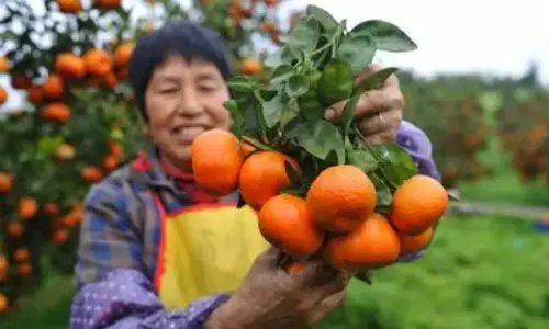 रोजाना एक संतरा खाने से मुंह, गले और पेट के कैंसर की आशंका होती है कम: शोध