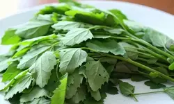 आंतों से लेकर जोड़ों तक, जानिए बथुआ कैसे रखता है शरीर को फिट?