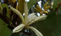 डिनर प्लेट प्लांट : कनकचंपा डिनर प्लेट प्लांट : कनकचंपा