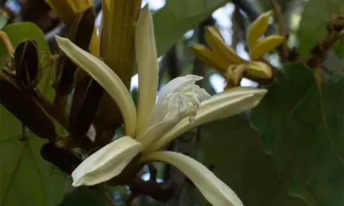 डिनर प्लेट प्लांट : कनकचंपा