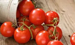सर्दियों में रोज खाएं हेल्दी और टेस्टी टमाटर, सर्दी-खांसी और बीमारियां रहेंगी दूर