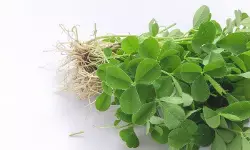 मेथी के छोटे से पत्तों में सेहत का खजाना, सर्दियों में खाने से मिलेंगे अनेक फायदे