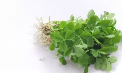 मेथी के छोटे से पत्तों में सेहत का खजाना, सर्दियों में खाने से मिलेंगे अनेक फायदे