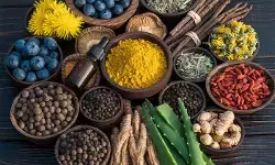 योगवाही औषधियां : दवाओं के असर को कई गुना बढ़ाने वाली जड़ी-बूटियां योगवाही औषधियां : दवाओं के असर को कई गुना बढ़ाने वाली जड़ी-बूटियां