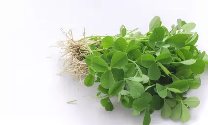 मेथी के छोटे से पत्तों में सेहत का खजाना, सर्दियों में खाने से मिलेंगे अनेक फायदे