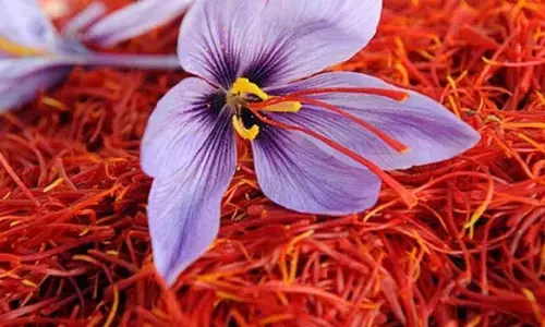 केसर का संकट गहराया, प्रोडक्शन 5-10 परसेंट तक गिरा, कीमतें 20 प्रतिशत बढ़ीं