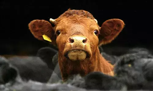 दस साल पुराना ‘मॉब लिंचिंग’ केस क्यों वापस लेना चाहती है यूपी सरकार?