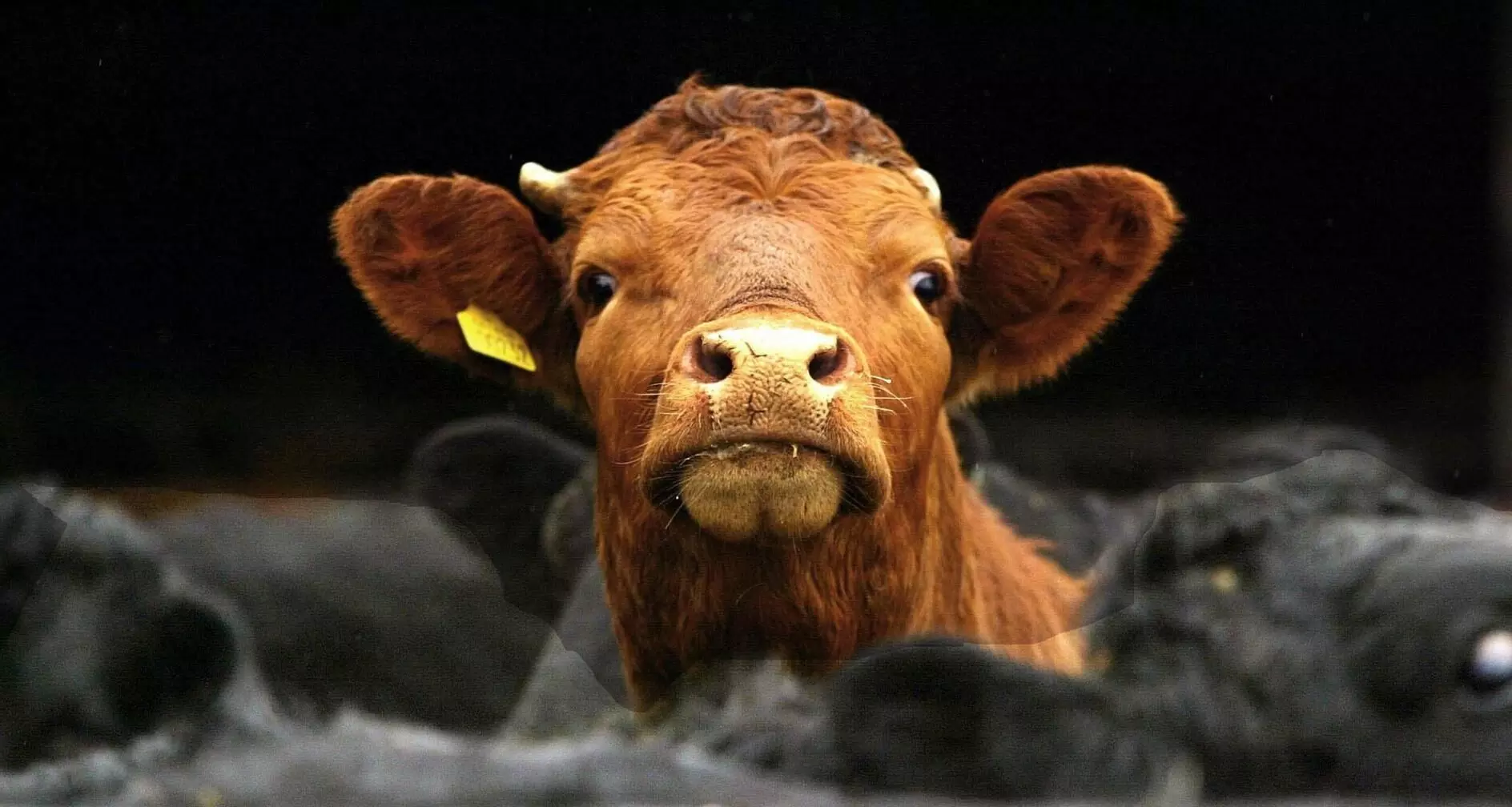 दस साल पुराना ‘मॉब लिंचिंग’ केस क्यों वापस लेना चाहती है यूपी सरकार?