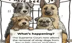 सोनाली बेंद्रे ने आवारा कुत्तों पर सुप्रीम कोर्ट के फैसले के नकारात्मक प्रभाव बताए, शेयर की डिटेल सोनाली बेंद्रे ने आवारा कुत्तों पर सुप्रीम कोर्ट के फैसले के नकारात्मक प्रभाव बताए, शेयर की डिटेल