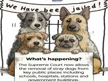 सोनाली बेंद्रे ने आवारा कुत्तों पर सुप्रीम कोर्ट के फैसले के नकारात्मक प्रभाव बताए, शेयर की डिटेल