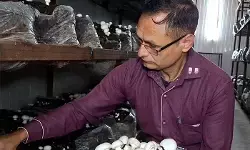 जम्‍मू-कश्‍मीर: उधमपुर में मशरूम की खेती ने बदली जोगिंदर की जिंदगी, बढ़ी आमदनी और दे रहे लोगों को रोजगार