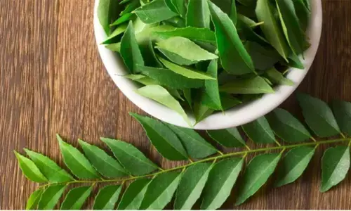 स्वास्थ्य और सौंदर्य दोनों के लिए वरदान है करी पत्ता. जानें इसके फायदे स्वास्थ्य और सौंदर्य दोनों के लिए वरदान है करी पत्ता. जानें इसके फायदे