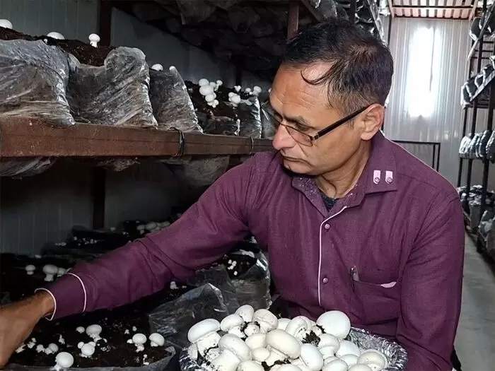 जम्‍मू-कश्‍मीर: उधमपुर में मशरूम की खेती ने बदली जोगिंदर की जिंदगी, बढ़ी आमदनी और दे रहे लोगों को रोजगार