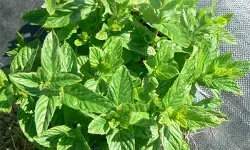 ठंड के मौसम में भी जरूरी है पुदीना, जानें सर्दी-जुकाम में कैसे दिलाता है राहत