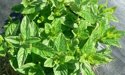 ठंड के मौसम में भी जरूरी है पुदीना, जानें सर्दी-जुकाम में कैसे दिलाता है राहत ठंड के मौसम में भी जरूरी है पुदीना, जानें सर्दी-जुकाम में कैसे दिलाता है राहत